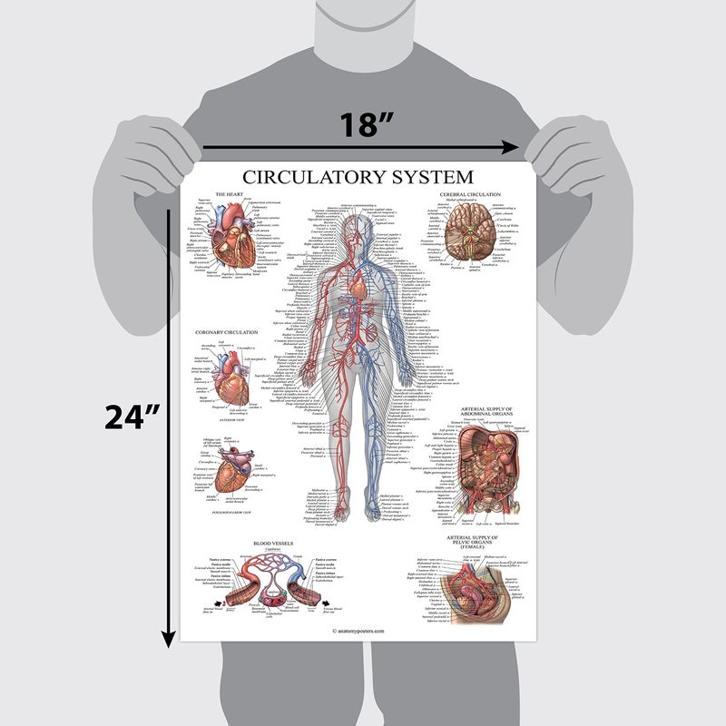 Palace Learning Circulatory System Anatomical Chart - Vascular Anatomy Poster - (18" x 24") - Image 2